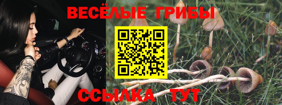 Галлюциногенные грибы Psilocybine cubensis Киселёвск